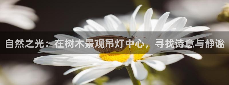新宝gg重庆:自然之光:在树木景观吊灯中心,寻找诗意与静谧