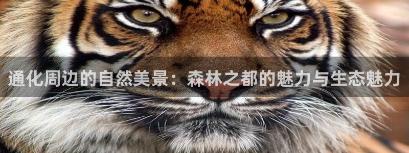 新宝gg测速登录:通化周边的自然美景:森林之都的魅力与生态魅力
