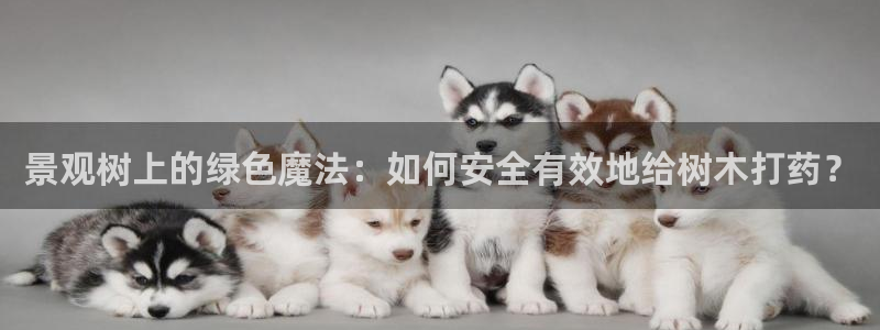 新宝gg官方主管:景观树上的绿色魔法:如何安全有效地给树木打药?